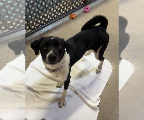 Medium Photo #2 Canadian Eskimo Dog-Unknown Mix Puppy For Sale in Williamsburg, IA, USA