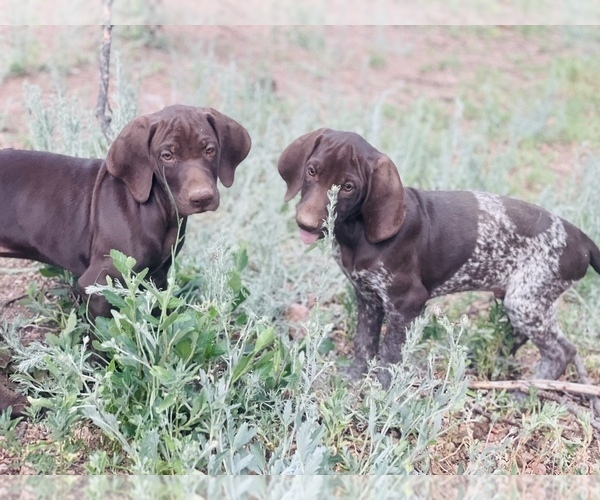 Medium Photo #23 German Shorthaired Pointer Puppy For Sale in DENVER, CO, USA