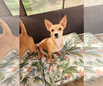 Small #2 Dachshund Mix