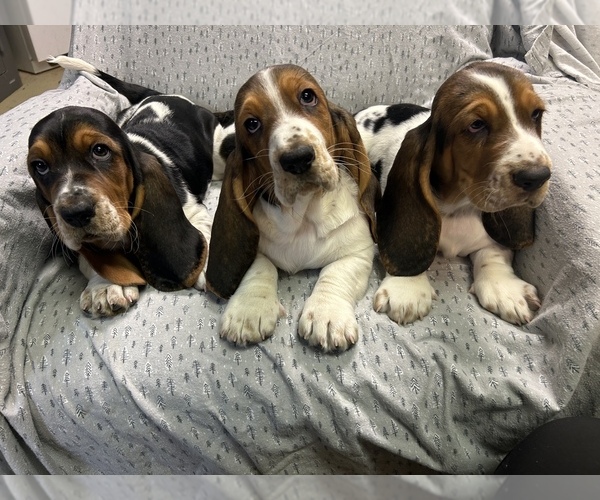 Medium Photo #1 Basset Hound Puppy For Sale in OKMULGEE, OK, USA