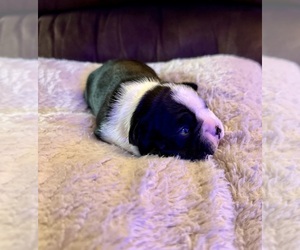 Boston Terrier Puppy for Sale in WASHBURN, Missouri USA