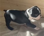 Small Photo #1 Boston Terrier Puppy For Sale in KNOXVILLE, TN, USA