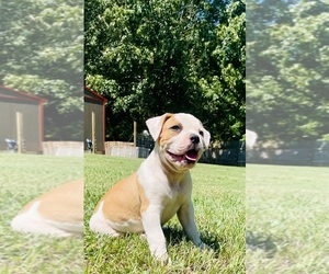 American Bulldog Puppy for Sale in GRAY, Georgia USA