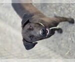 Small #1 Labrador Retriever-Siberian Husky Mix