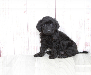 Goldendoodle (Miniature) Puppy for sale in MARIETTA, GA, USA