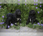 Small Photo #13 Poodle (Standard) Puppy For Sale in COLUMBUS, NE, USA