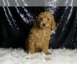 Small #4 Goldendoodle (Miniature)