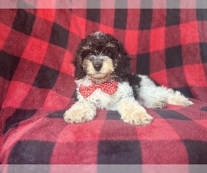 Cavapoo Puppy for sale in LAKELAND, FL, USA