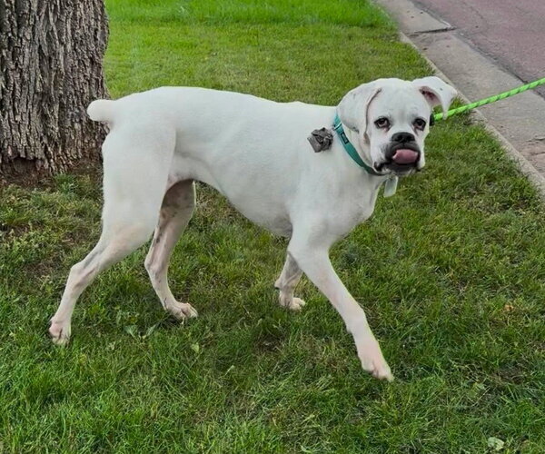 Medium Photo #8 Boxer Puppy For Sale in Burnsville, MN, USA