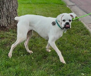 Alfa - Female Boxer Dog for Adoption - Photo #8