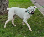Small Photo #8 Boxer Puppy For Sale in Burnsville, MN, USA