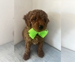 Small #3 Goldendoodle (Miniature)