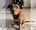Small #1 Mutt