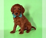 Image preview for Ad Listing. Nickname: Dahlia