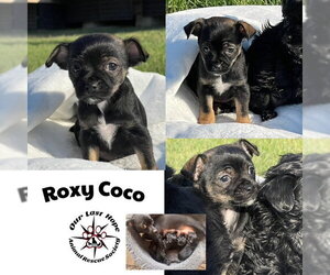 Chihuahua-Unknown Mix Dogs for adoption in Princeton, British Columbia, Canada
