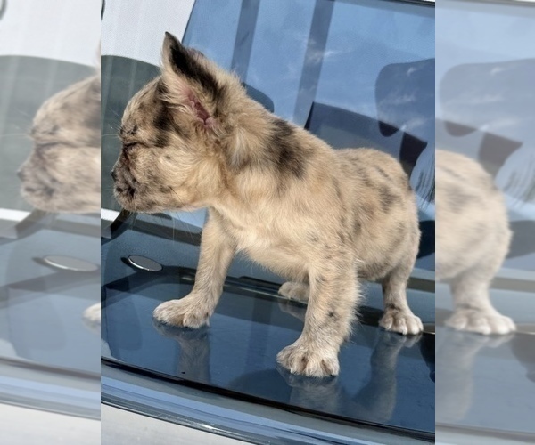 Medium Photo #9 French Bulldog Puppy For Sale in SAN ANTONIO, TX, USA