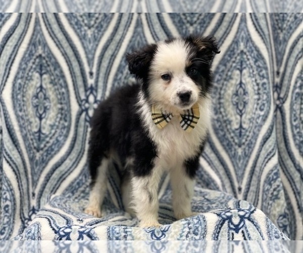 Medium Photo #4 Australian Shepherd Puppy For Sale in LAKELAND, FL, USA