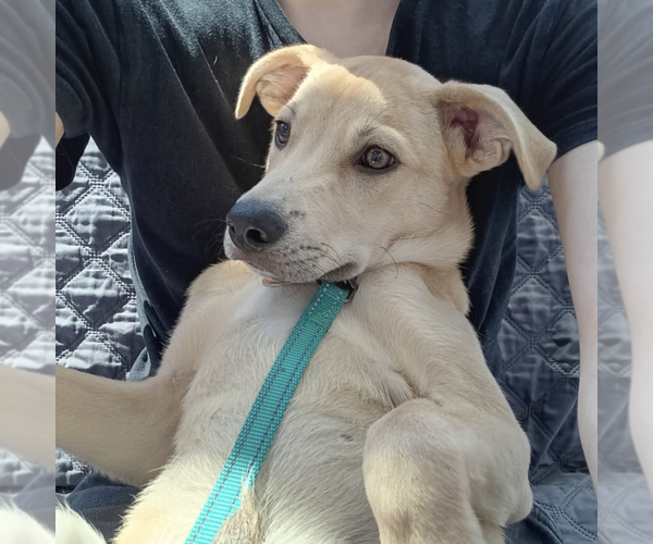 Medium Photo #13 Siberian Husky-Unknown Mix Puppy For Sale in Brooklyn, NY, USA