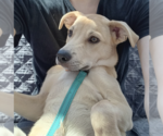 Small #12 Siberian Husky Mix