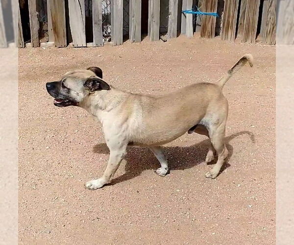 Medium Photo #2 American Staffordshire Terrier-Boxer Mix Puppy For Sale in Apple Valley, CA, USA