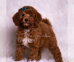 Small #2 Goldendoodle (Miniature)