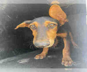 Doberman Pinscher Dogs for adoption in Hanford, CA, USA