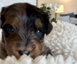Small #3 Aussie-Poo-Bernedoodle Mix