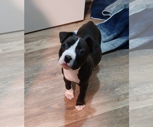 Staffordshire Bull Terrier Puppy for sale in GREAT FALLS, MT, USA