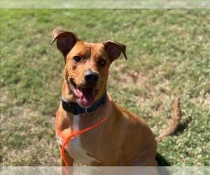 Shepradors Dogs for adoption in Tulsa, OK, USA