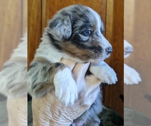 F2 Aussiedoodle Puppy for sale in ONAWAY, MI, USA