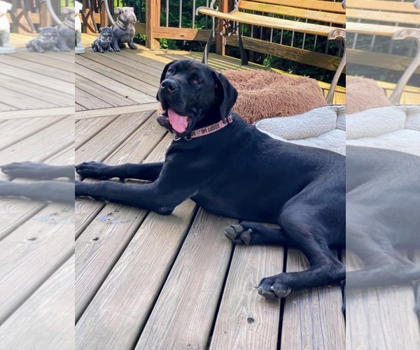 Medium Photo #2 American Pit Bull Terrier-Great Dane Mix Puppy For Sale in Catasauqua, PA, USA