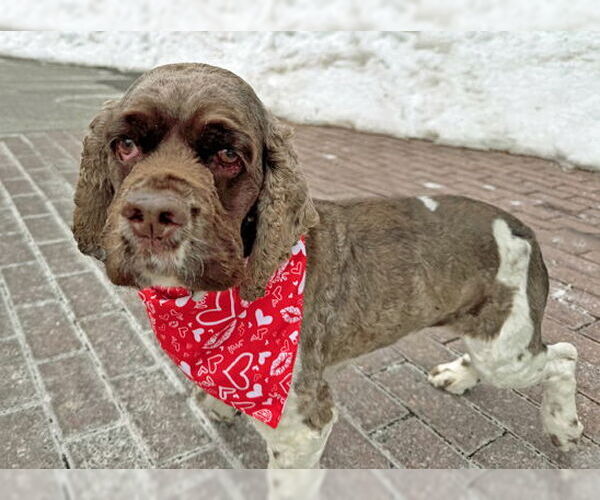 Medium Photo #7 Cocker Spaniel Puppy For Sale in Arlington, VA, USA