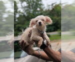 Small #3 Biewer Yorkie