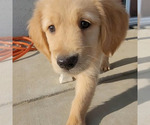 Small Photo #6 Golden Retriever Puppy For Sale in COLUSA, CA, USA