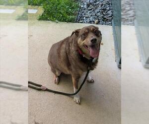 Australian Shepherd Dogs for adoption in Waterford, VA, USA