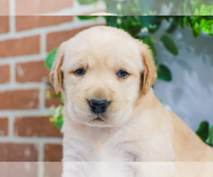 Labrador Retriever Dog for Adoption in SYRACUSE, Indiana USA