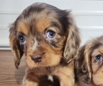 Puppy Puppy 7 Female Cavalier King Charles Spaniel