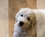 Small Photo #5 Great Pyrenees-Komondor Mix Puppy For Sale in LOUISVILLE, KY, USA