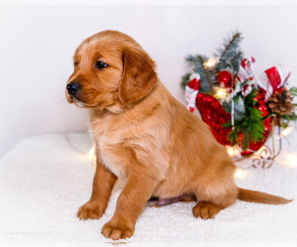 Medium Photo #12 Golden Retriever Puppy For Sale in WAKARUSA, IN, USA