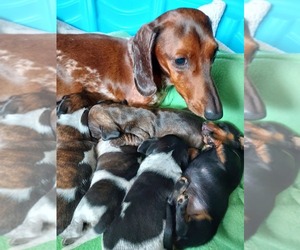 Mother of the Dachshund puppies born on 04/06/2023