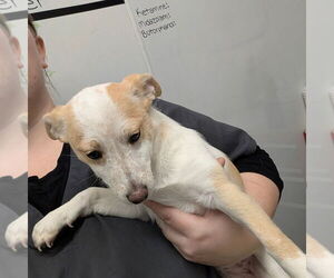 Jack Russell Terrier-Unknown Mix Dogs for adoption in Chico, CA, USA