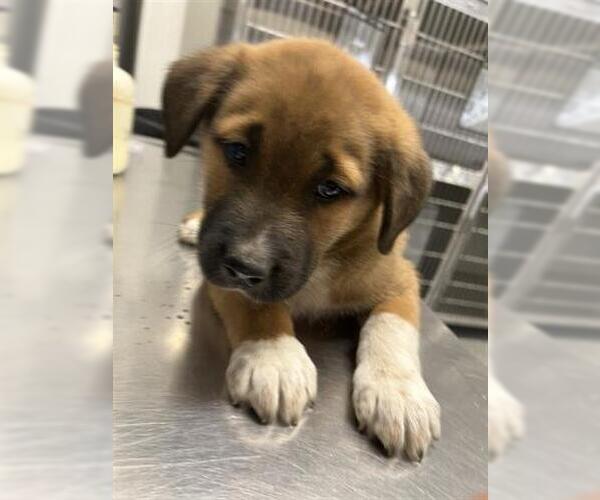 Medium Photo #1 German Shepherd Dog-Unknown Mix Puppy For Sale in Houston, TX, USA