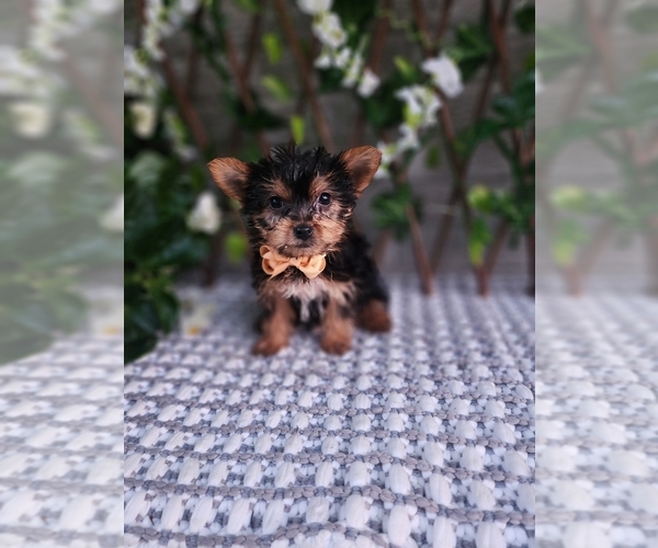 Medium Photo #4 Yorkshire Terrier Puppy For Sale in INDIANAPOLIS, IN, USA