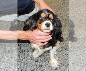Mother of the Cavalier King Charles Spaniel puppies born on 02/01/2023