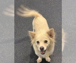 Unknown-pomeranian spitz Mix Dogs for adoption in Agoura Hills, CA, USA