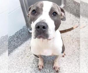 American Staffordshire Terrier Dogs for adoption in Houston, TX, USA