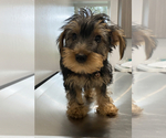 Small Photo #8 Yorkshire Terrier Puppy For Sale in BAKERSFIELD, CA, USA