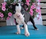Small Photo #35 Boston Terrier Puppy For Sale in GOSHEN, IN, USA