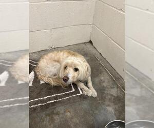Poodle (Miniature)-Unknown Mix Dogs for adoption in Rosenberg, TX, USA