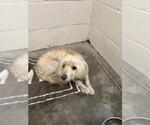 Small Poodle (Miniature) Mix